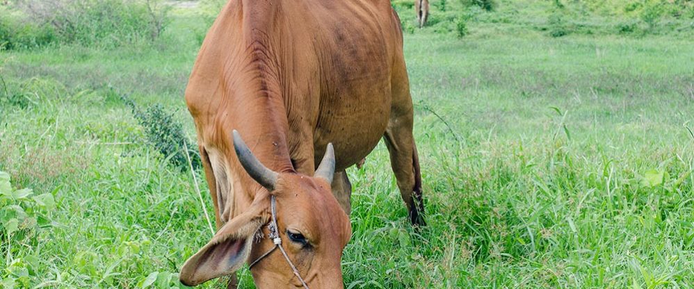 ankara-kurbanlik-fiyatlari-osmanoglu-besi-ciftligi