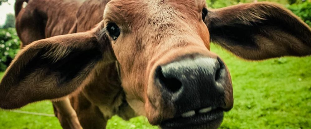 kurbanlik-hayvanlar-osmanoglu-besi-ciftligi
