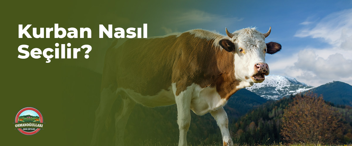 Kurban Nasıl Seçilir?