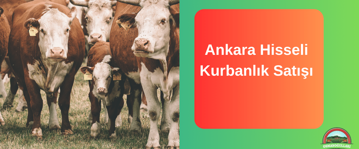 ankara-hisseli-kurbanlik-satisi ankara-hisseli-kurbanlik-satisi