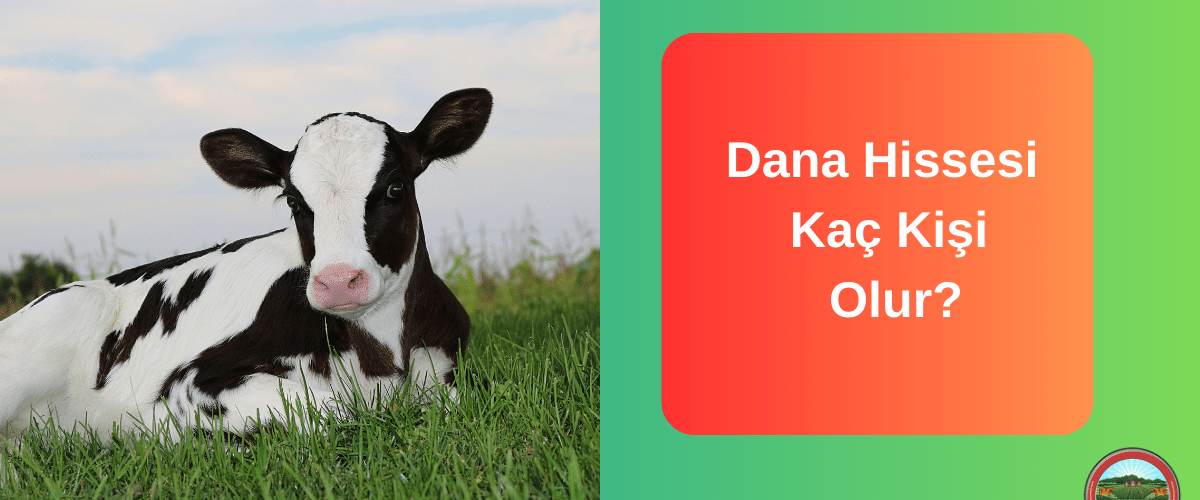 dana-hissesi-kac-kisi-olur dana-hissesi-kac-kisi-olur