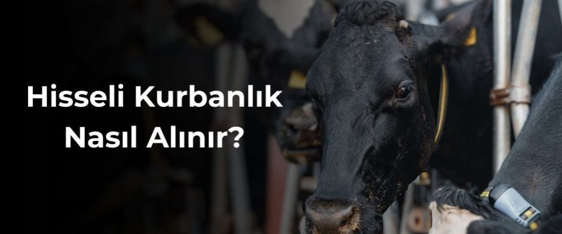 Hisseli Kurbanlık Nasıl Alınır