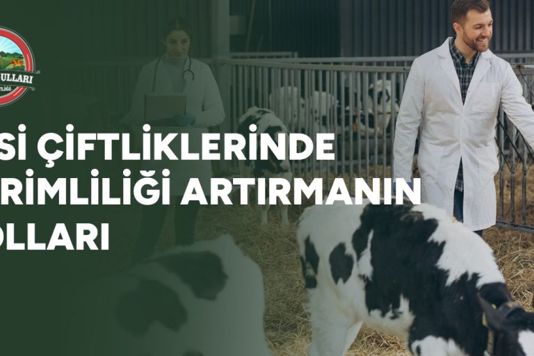 Besi Çiftliklerinde Verimliliği Artırmanın Yolları 