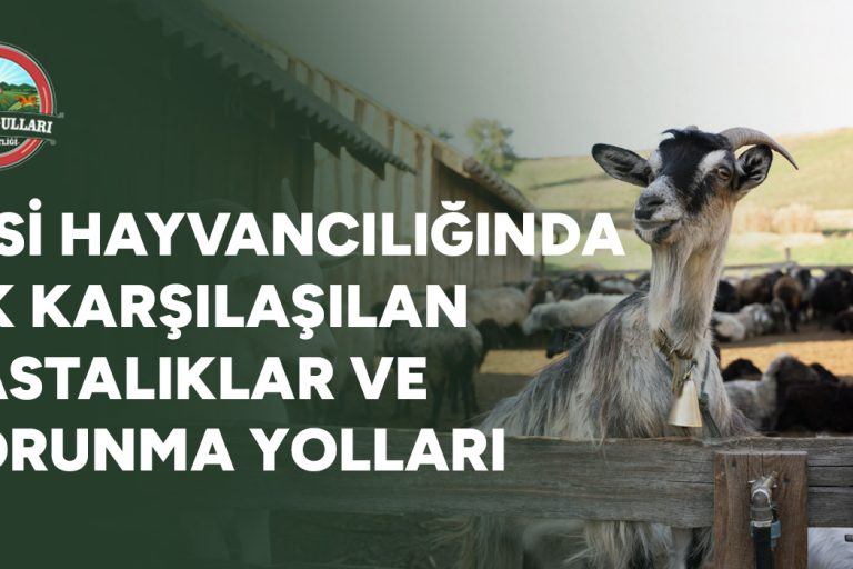 Besi Hayvancılığında Sık Karşılaşılan Hastalıklar ve Korunma Yolları