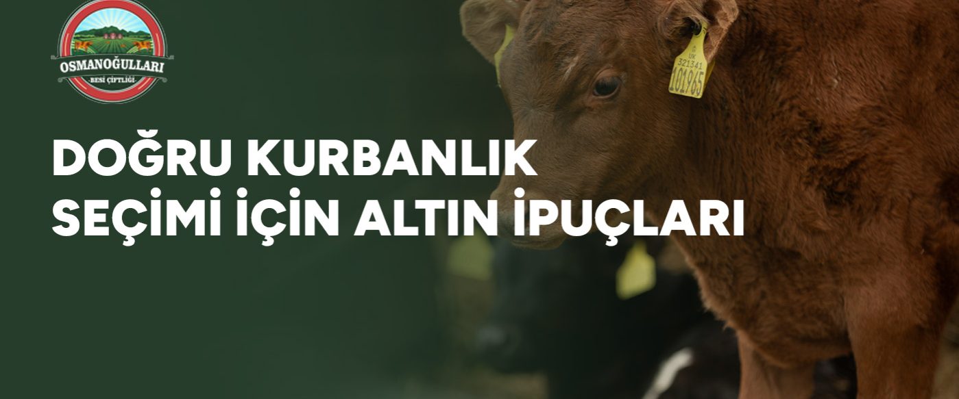 dogru-kurbanlik-secimi-icin-altin-ipuclari-gorsel Doğru Kurbanlık Seçimi İçin Altın İpuçları
