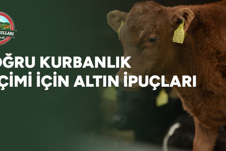 Doğru Kurbanlık Seçimi İçin Altın İpuçları