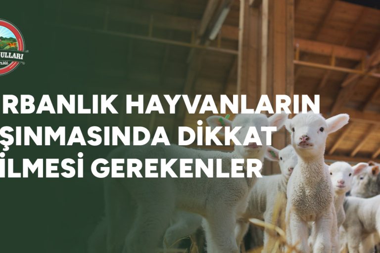 Kurbanlık Hayvanların Taşınmasında Dikkat Edilmesi Gerekenler