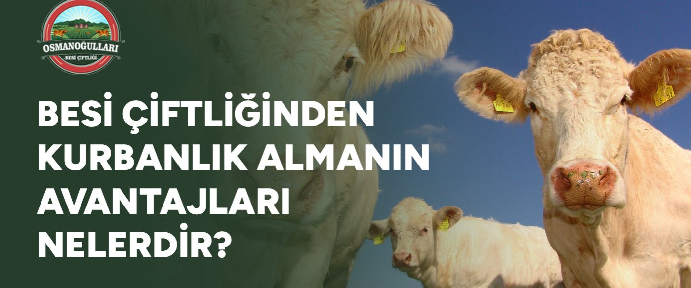 besi-ciftliginden-kurbanlik-almanin-avantajlari-nelerdir-gorsel Besi Çiftliğinden Kurbanlık Almanın Avantajları Nelerdir?