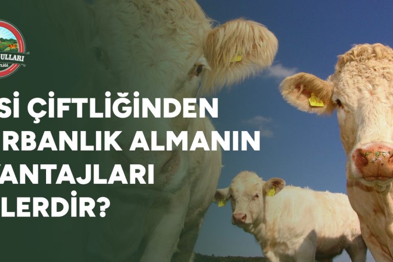 Besi Çiftliğinden Kurbanlık Almanın Avantajları Nelerdir?