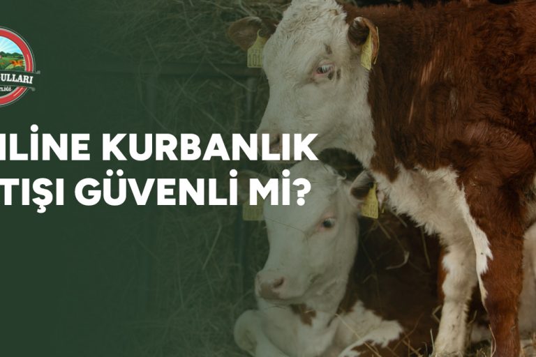 online-kurbanlik-satisi-guvenli-mi-gorsel