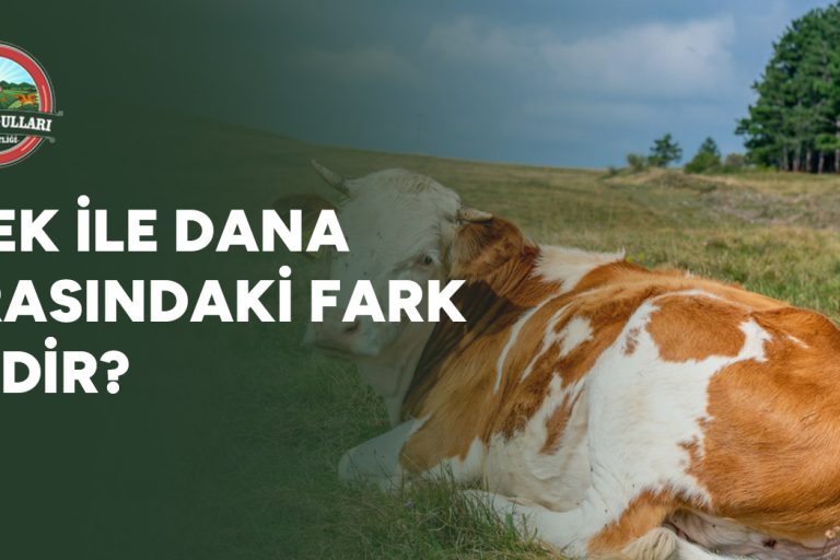 inek-ile-dana-arasindaki-fark-nedir-gorsel