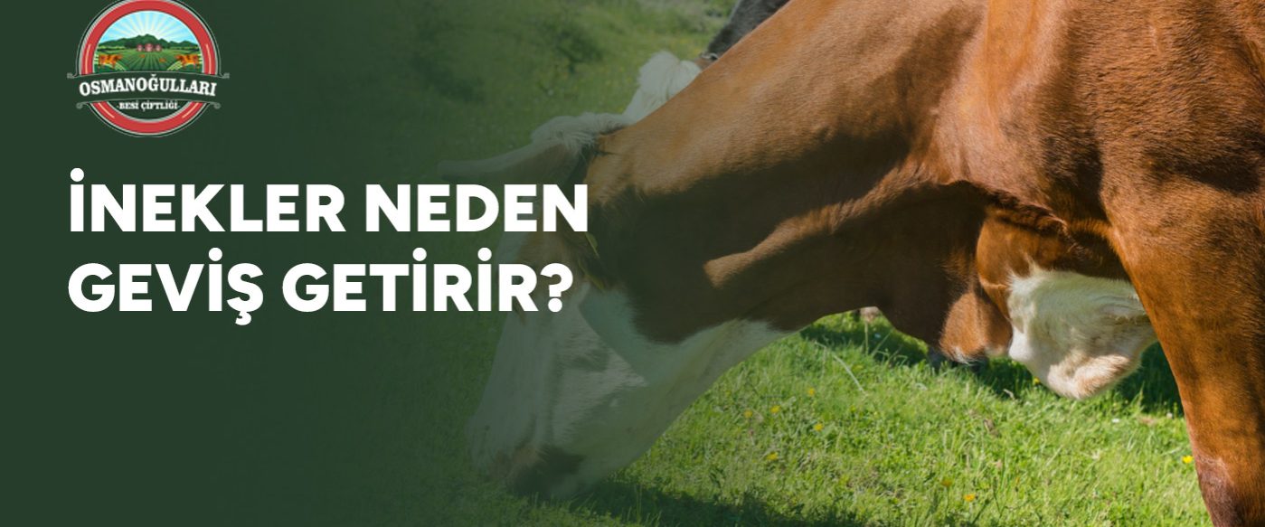inekler-neden-gevis-getirir-gorsel inekler-neden-gevis-getirir-gorsel