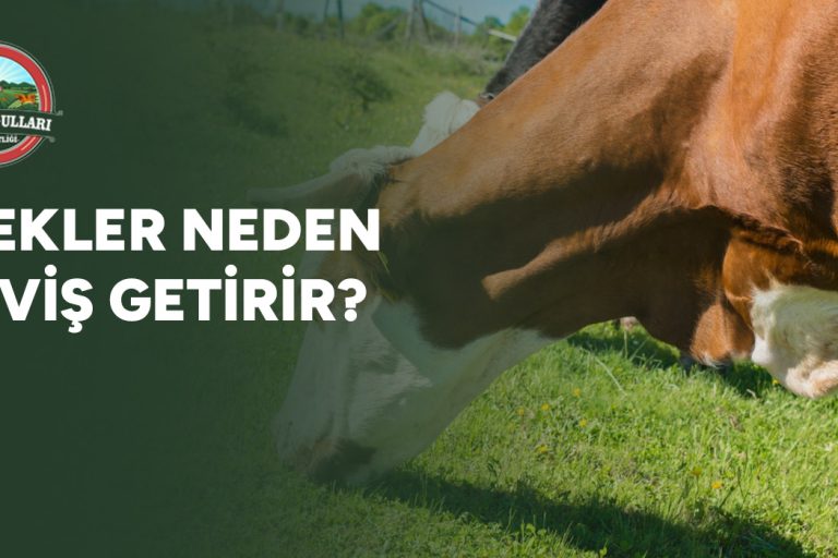 inekler-neden-gevis-getirir-gorsel